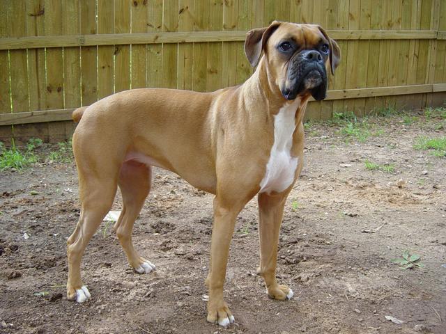 Boxer_female_brown