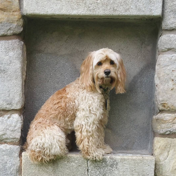 Cockapoo_Dog