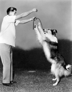 Dog Training