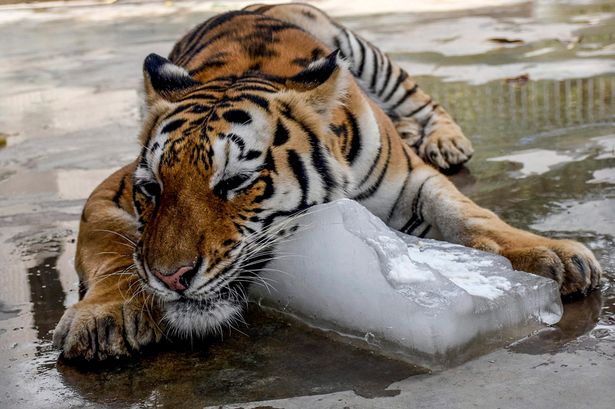 epa-2015-a-tiger-cools-off-to-beat-the-heat-by-embracing-a-large-lump-of-ice-at-the-karachi-zoo