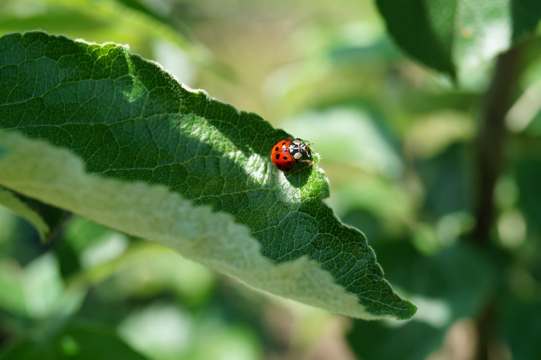 Good Vs Bad Ladybugs In Your Garden